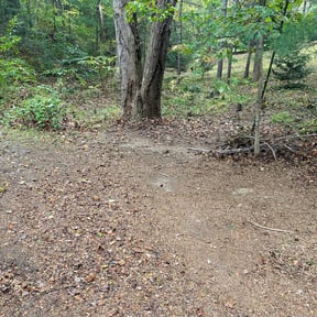 Leaf Removal by D&k Taylor lawn care reviewed on August 7, 2022