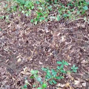 Leaf Removal by Nanda Cherry reviewed on December 14, 2023