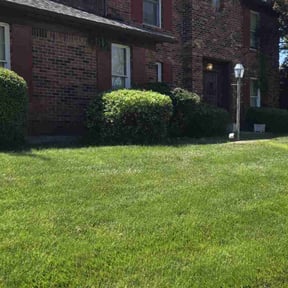 Bush Trimming by Reliable Rain Turf and Irrigation reviewed on June 5, 2019