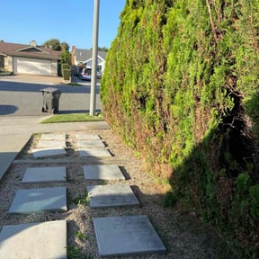 Bush Trimming by Billy Foster reviewed on July 22, 2022