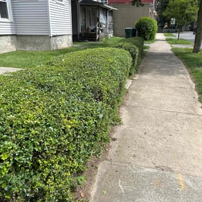 Bush Trimming by Swift Cleaners and Things reviewed on June 20, 2024