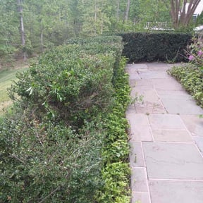 Bush Trimming by VC&B Custom Lawn Care reviewed on July 15, 2022