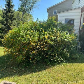 Cleanups by FRL Landscaping reviewed on October 9, 2024