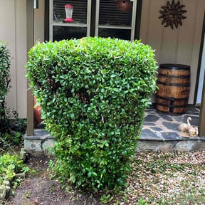 Bush Trimming by Loves Landscaping reviewed on July 31, 2022
