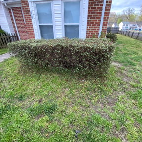 Bush Trimming by Green Thumb Lawn Care reviewed on October 10, 2024