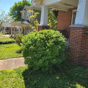 Bush Trimming by TONY'S LAWN CARE reviewed on September 14, 2021