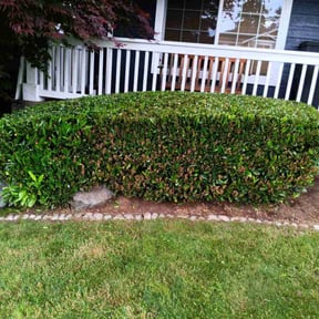 Bush Trimming by Big Boy Landscaping reviewed on July 20, 2025