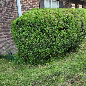 Bush Trimming by Stephenson's Landscaping reviewed on May 20, 2022