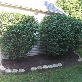 Bush Trimming by Davis Designs LLC/ Lawn Care Division reviewed on July 1, 2022