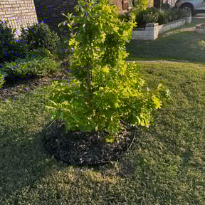 Flower Bed Weeding by Javier’s Tree Services, LLC reviewed on February 26, 2025