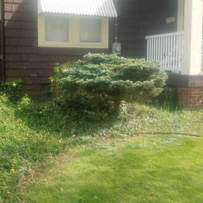 Bush Trimming by Hopkins Lawn Care Service reviewed on July 21, 2022