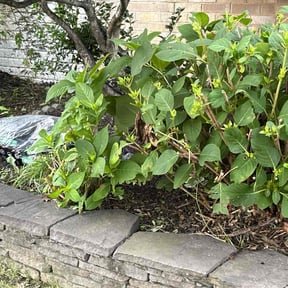 Bush Trimming by Solidlawncare reviewed on May 4, 2022