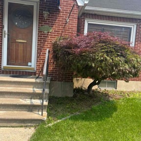 Bush Trimming by Bearded landscaping reviewed on August 15, 2025