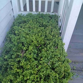 Bush Trimming by River Oaks lawn solutions reviewed on November 17, 2021