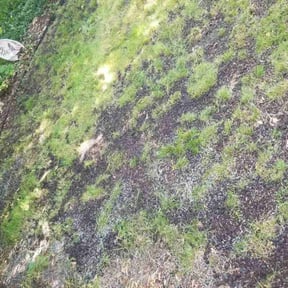 Lawn Seeding by LSLTDallas/FortWorthTruGreen reviewed on June 12, 2025