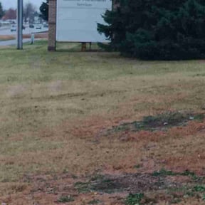 Leaf Removal by Olympus Outdoor Services reviewed on November 6, 2024