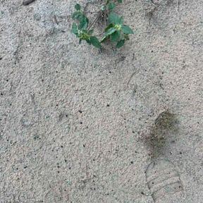 Lawn Seeding by X&G Lawn Care Services and More reviewed on May 26, 2022