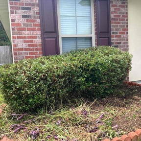 Bush Trimming by GRASS EFX LAWN CARE reviewed on July 13, 2025