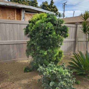 Bush Trimming by Alfonso Mateo reviewed on June 9, 2022