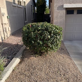 Bush Trimming by Dream Lawns reviewed on June 18, 2025