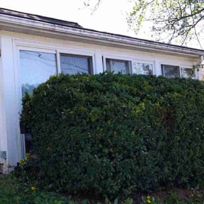 Bush Trimming by AG lawn service reviewed on July 29, 2022