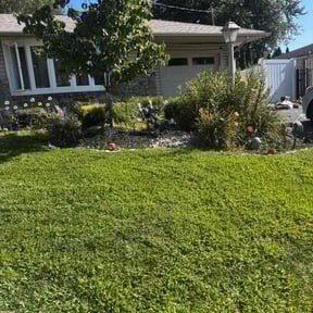 Bush Trimming by Garcia Services reviewed on July 16, 2025