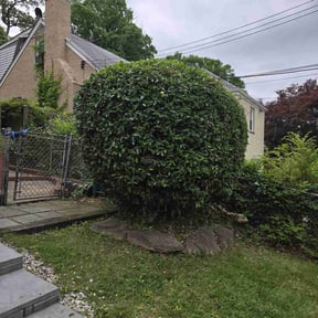 Bush Trimming by T trees reviewed on July 28, 2025