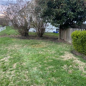 Leaf Removal by LSLTDallas/FortWorthTruGreen reviewed on June 16, 2024