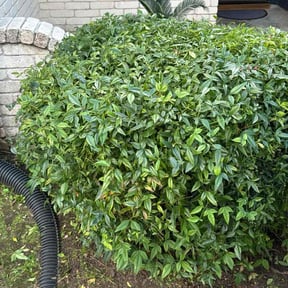 Bush Trimming by Earth tending company reviewed on May 18, 2022