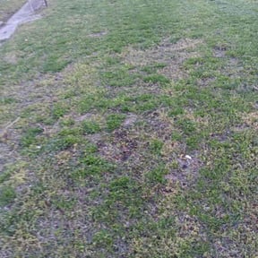 Leaf Removal by Sami lawn service,,, reviewed on July 21, 2022