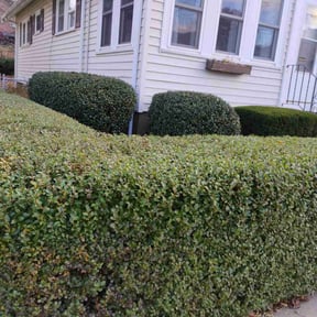 Bush Trimming by Fredrick Miller reviewed on June 9, 2022