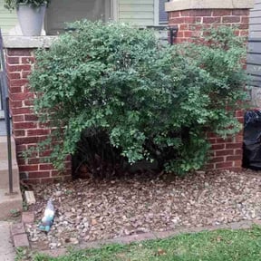 Cleanups by Chuyin's Lawn Care LLC reviewed on May 19, 2022