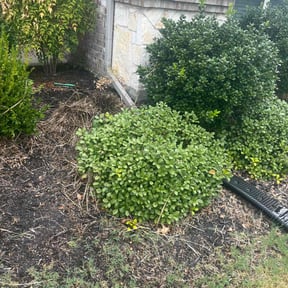 Weeding by The lawn Guy reviewed on August 19, 2020