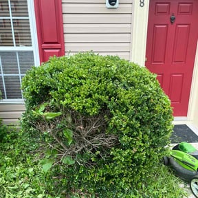 Bush Trimming by LSLTDallas/FortWorthTruGreen reviewed on July 18, 2025