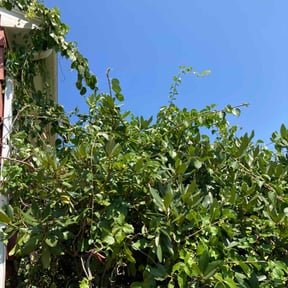 Bush Trimming by Chuyin&#039;s Lawn Care LLC reviewed on July 22, 2022