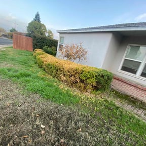 Bush Trimming by Green Thumb Agostini Lawn Care and Landscaping reviewed on April 11, 2025