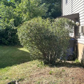 Bush Trimming by Andrew White reviewed on April 13, 2022