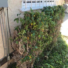 Bush Trimming by J&K Lawn Care reviewed on June 28, 2022