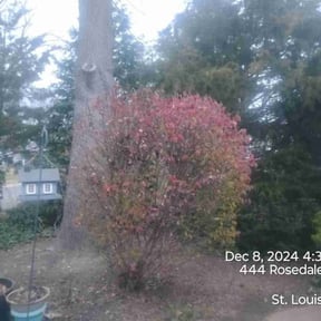 Bush Trimming by Mo Mowing & Yard Clean Up reviewed on May 14, 2022