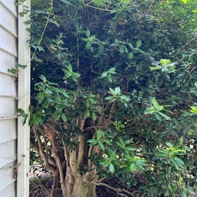 Bush Trimming by Dee lawn service reviewed on September 21, 2021