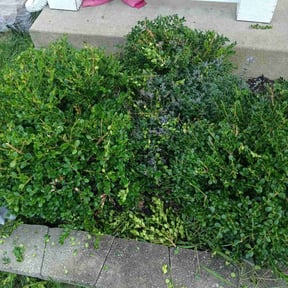 Bush Trimming by Avis Wrecking and lawn care co. reviewed on July 4, 2025