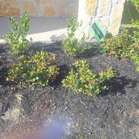 Flower Bed Weeding by Demiteria Casey Mattox reviewed on June 10, 2025