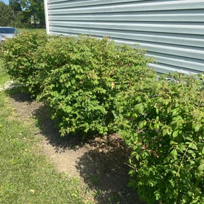 Bush Trimming by Rena Genets Lawn Care reviewed on June 18, 2022