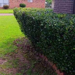 Bush Trimming by Alan's Mowing reviewed on July 27, 2022