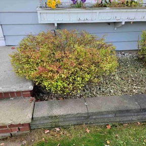 Bush Trimming by Kenosha Lawn Care reviewed on October 14, 2024