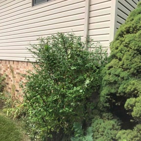 Bush Trimming by Medina's maintenance reviewed on April 26, 2022