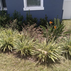 Flower Bed Weeding by BB United reviewed on March 22, 2025