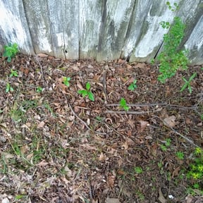 Cleanups by TONY'S LAWN CARE reviewed on October 15, 2021