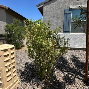 Bush Trimming by Harris Property Solutions LLC reviewed on June 27, 2022