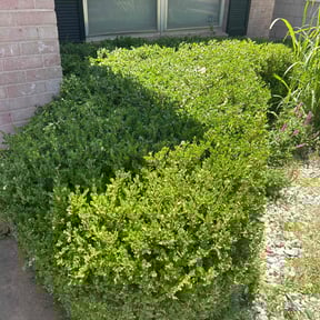 Bush Trimming by MVP Lawn & Landscaping reviewed on July 31, 2021